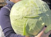 Білокачанна капуста