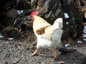 Украинская курятина под запретом: власти Китая пошли на вынужденные меры