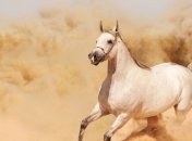 Ученые установили, как общаются лошади между собой?