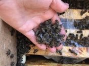 "Укрпошта" влипла в серьезный скандал из-за гибели миллионов пчел (фото)