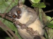 В Африке открыт новый вид приматов