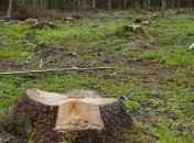 У Львові вирубали ліс на 2 мільйони