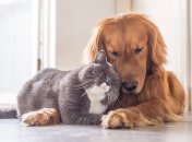 Кошки способны спокойно жить вместе с собаками