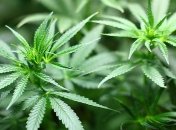 Супрун выступила за легализацию медицинской марихуаны в Украине