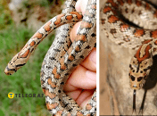 Леопардовий полоз