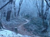 На Волыни двое граждан Беларуси заблудились в лесу