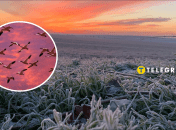 Переліт птахів