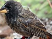 Ученые наблюдали за появлением нового вида птиц