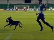 Собака устроила настоящую комедию на футбольном поле во время матча (Видео)