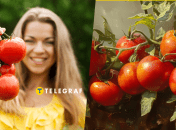 Догляд за помідорами влітку