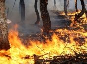 Лесной пожар в Крыму тушили в течение 13 часов