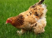 Ученые смогли вырастить кур с лапами динозавров