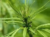 У США звинувачений викурив "косяк" в суді та поплатився  