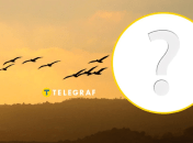 Такий птах особливо активний вночі