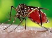 Что спасет от комаров на пикнике?