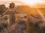 Вийшло сонце і на Закарпатті розквітли лавандові поля