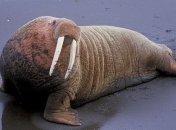 Моржи вернулись на берег Карского моря, где в 2019 году обнаружили их крупное лежбище