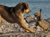 Ученые выяснили, что причиной вымирания древних собак стали кошки