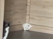 Настоящее колдовство: белый кот "просочился" сквозь узкую щель в мебели (видео)