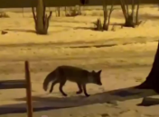 Лисичка в Днепре