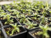 Когда и как нужно поливать рассаду