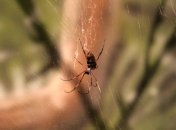 Ученые из Австралии обнаружили полезные свойства яда пауков