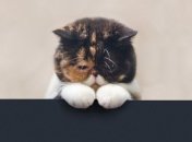 Кота помыли в стиральной машинке