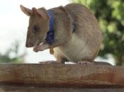 В Британии крысу наградили престижной золотой медалью