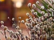 Весна в феврале: в Украине будет тепло и солнечно