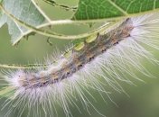 Гусеница американской белой бабочки