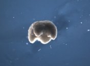 Из лягушек: инженеры впервые создали робота из живых клеток