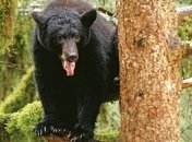 Ученые выяснили, как дроны влияют на поведение черных медведей