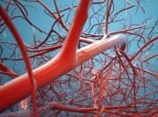 Прорыв в области лечения диабета: Ученые вырастили в лаборатории кровеносную систему