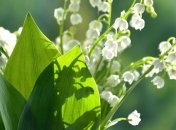 Сьогодні відзначають День праці