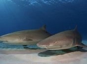 Кто способен моргать двумя глазами одновременно?