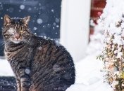 Перед  потеплением слегка поснежит: прогноз погоды до конца рабочей недели