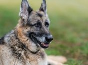 Байден потерял одну из своих любимых собак