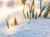 Сразу ряд областей может припорошить снегом
