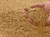 В Украине подсчитали статистику экспорта зерна