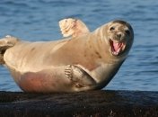 Служба безопасности ЛАЭС задержала тюленей-нарушителей