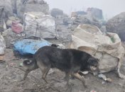 На Волыни арестовали четыре машины с львовским мусором