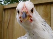 Ученые: от кого курицы наследуют гены  