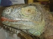 Экзотическое животное было найдено в огороде под Киевом