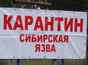 И еще одна напасть в 2020 году: в Кыргызстане зафиксировали вспышку сибирской язвы 