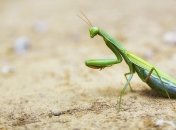 Интересные факты о богомолах (Фото)