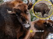 В Украине насчитывается несколько мест, где проживает более 100 зубров