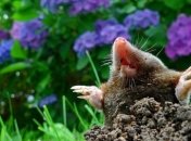 Кроты не переносят резкие запахи