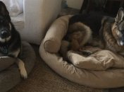 Собака Байдена искусала сотрудника службы безопасности: раскрыты детали инцидента