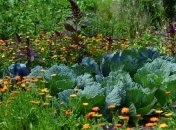 Сусідство на городі – важливий момент