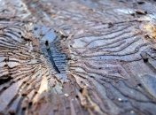 Гриби "змовилися" з жуками та влаштували війну проти дерев